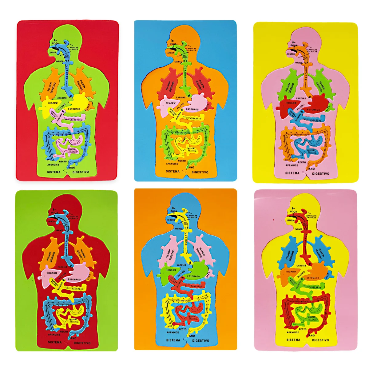 ROMPECABEZAS DIDACTICO SISTEMA DIGESTIVO 19*28.5CM