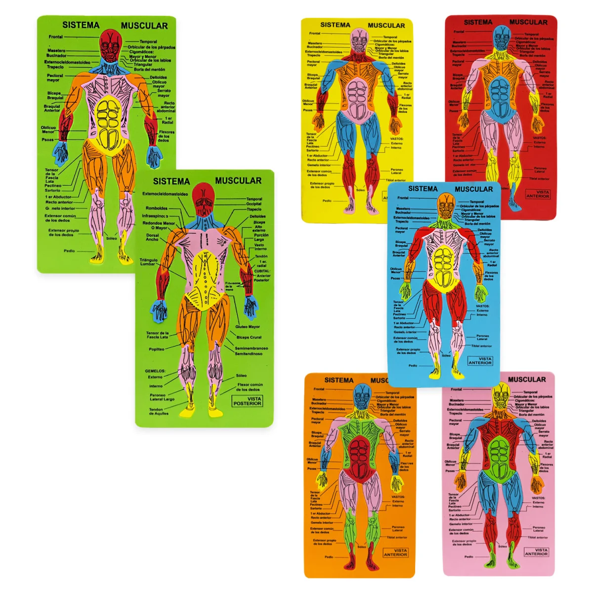 ROMPECABEZAS DIDACTICO SISTEMA MUSCULAR 15.5*28.5CM