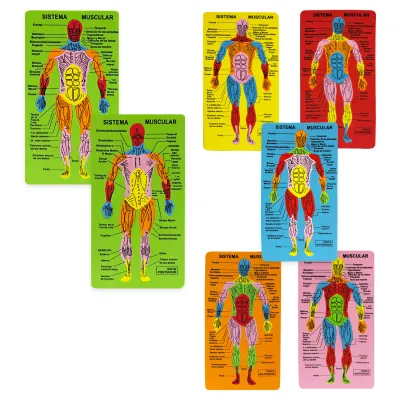 ROMPECABEZAS DIDACTICO SISTEMA MUSCULAR 15.5*28.5CM